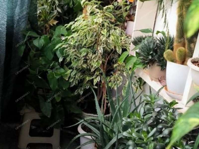 двухкомнатная квартира на Заречном бульваре дом 1