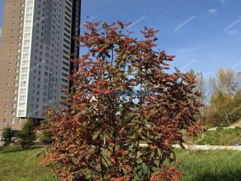 3-komnatnaya-ul-kompozitora-kasyanova-d-11 фото