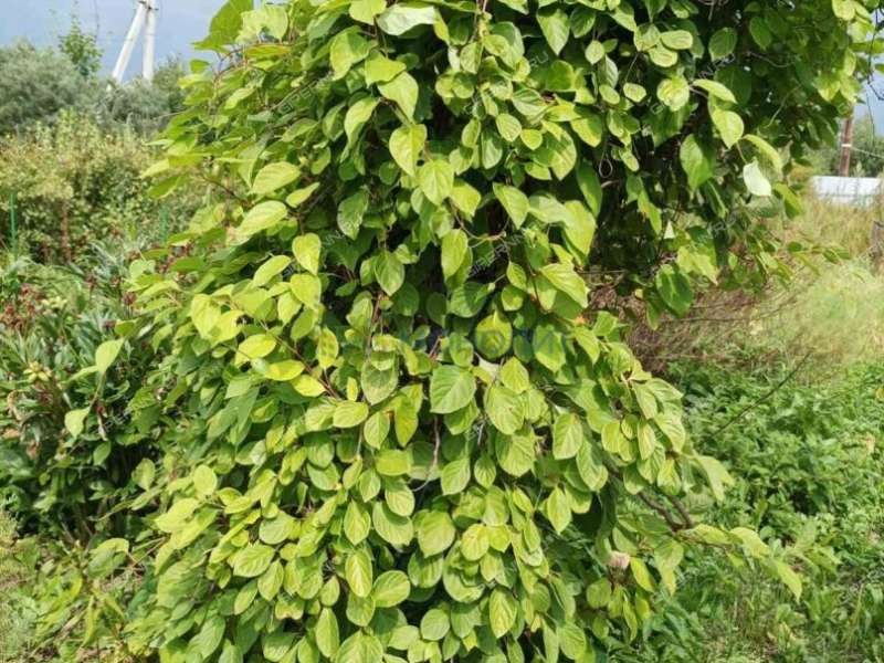 дом на - село Симбилей