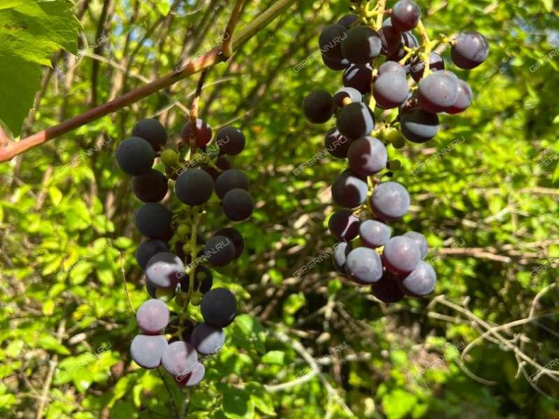 дом на улице Живописная деревня Алферово