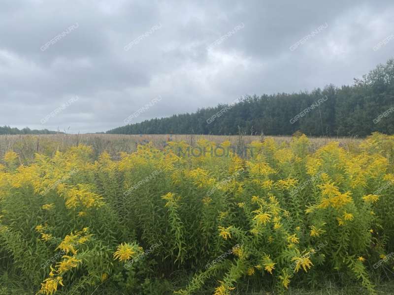 земельный участок 10 соток Цветаевой улица село Каменки