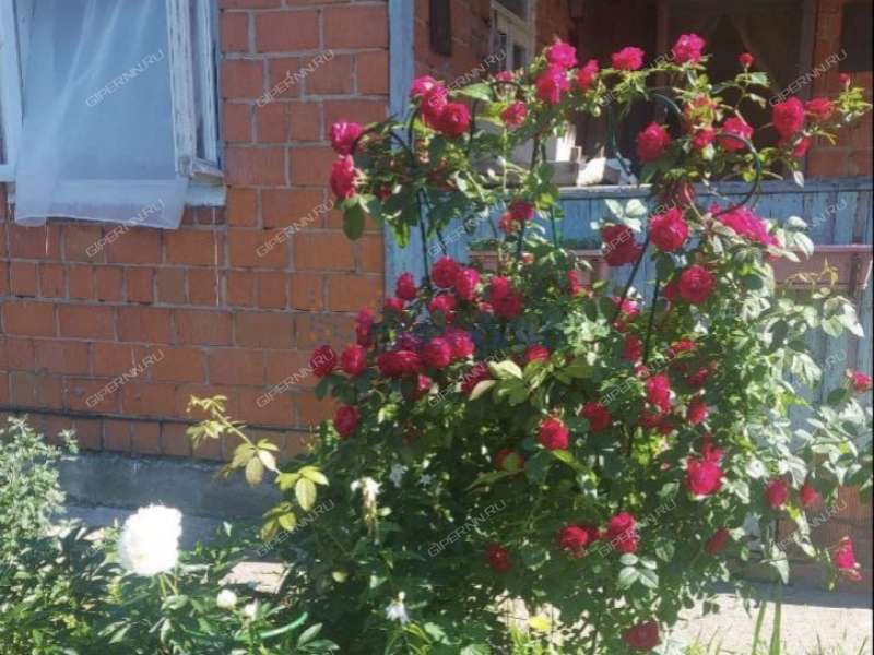 дача на СНТ Березка-2 деревня Кременки