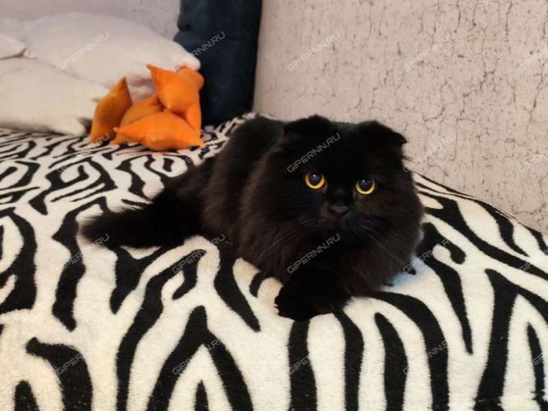 однокомнатная квартира на Мончегорской улице дом 7а