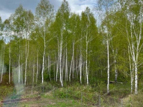 dom-poselok-sitniki-gorodskoy-okrug-bor фото