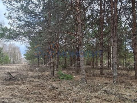 ivanovskoe-sloboda-gorodskoy-okrug-bor фото