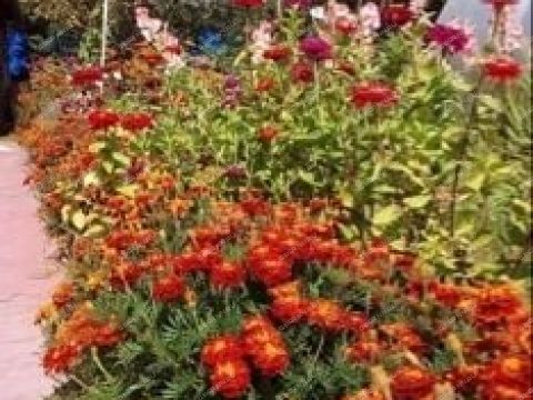 dacha-prosp-molodezhnyy фото
