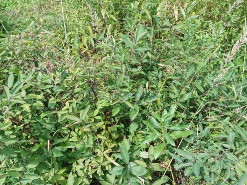 дом на - село Симбилей