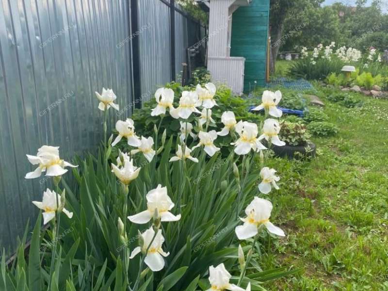 земельный участок 8 соток Новопокровское деревня