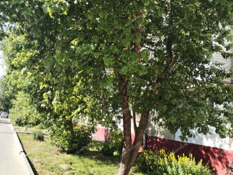 1-komnatnaya-ul-avtomehanicheskaya-d-4 фото