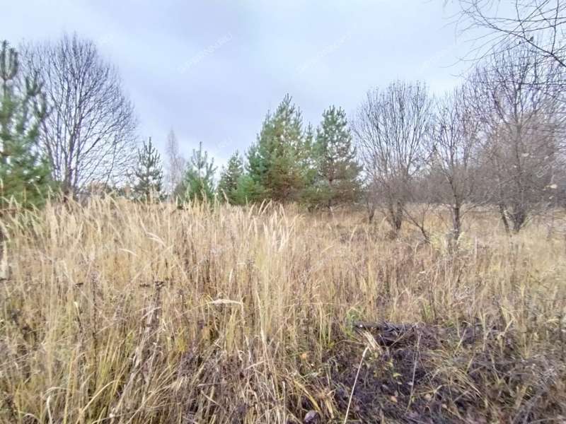 земельный участок 7 соток деревня Кривая Шелокша