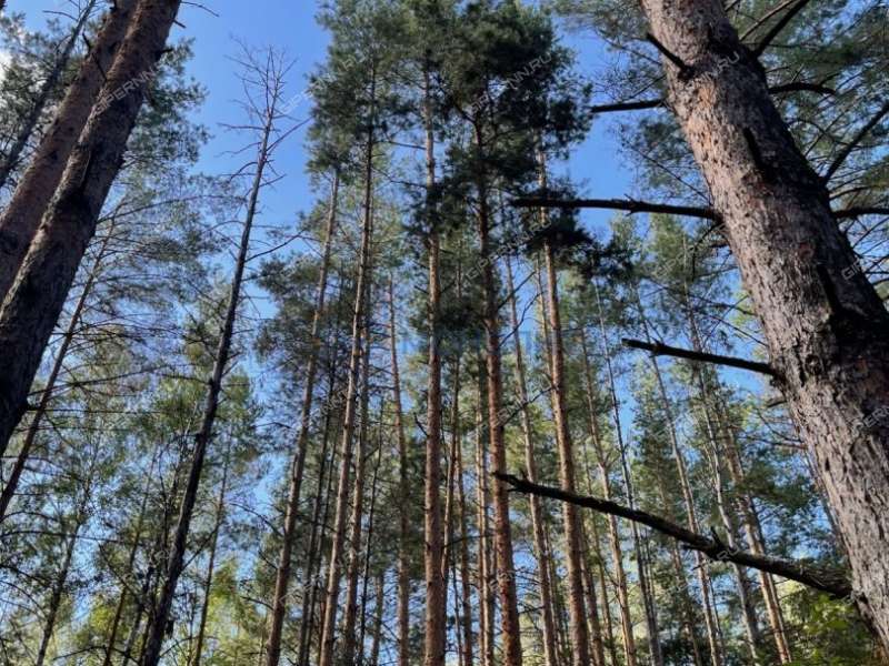 земельный участок 280 соток Лесная улица село Нижний Красный Яр