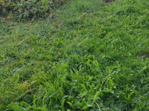 derevnya-tkalino-gorodeckiy-rayon фото