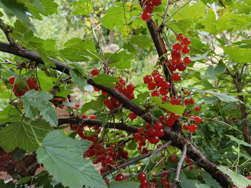 дом на улице Климова рабочий посёлок Сосновское